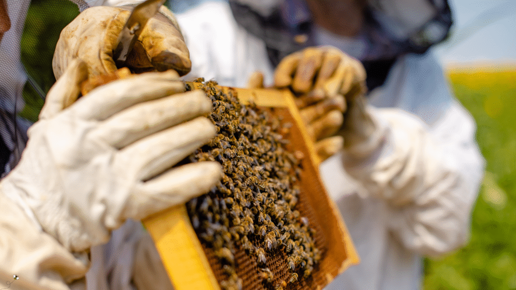 Close-up of gloved beekeepers inspecting a honeycomb frame covered in bees