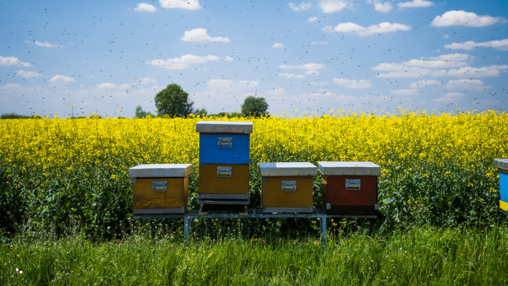 Colorful beehives in front of a vibrant yellow canola field with bees flying under a blue sky